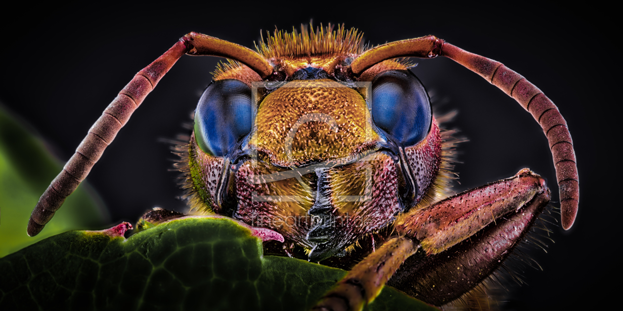 Bild-Nr.: 11916246 Vespa crabro - Hornisse - dark night erstellt von Richard-Young