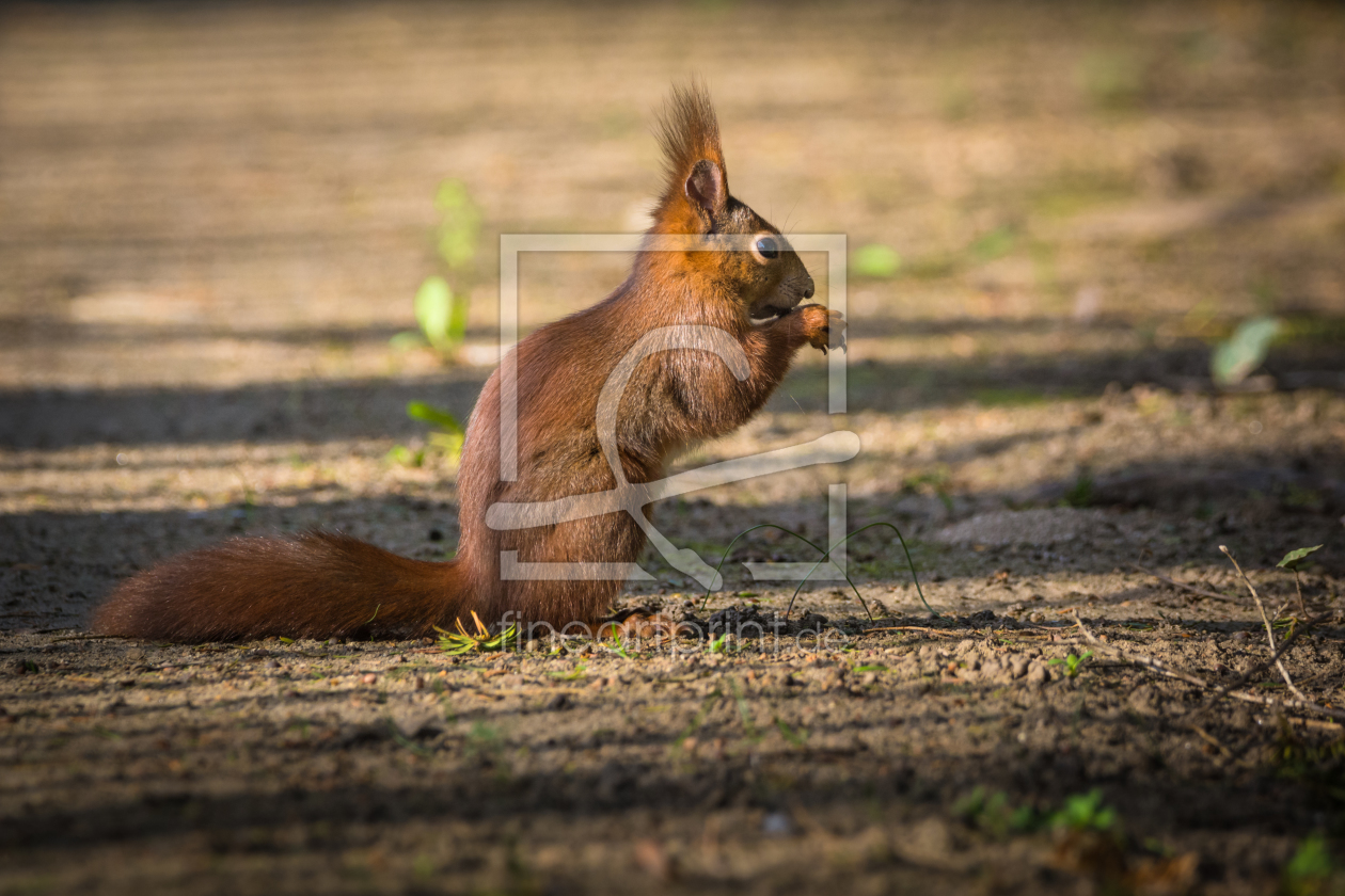 Bild-Nr.: 11919271 Eichhörnchen im Profil erstellt von luxpediation