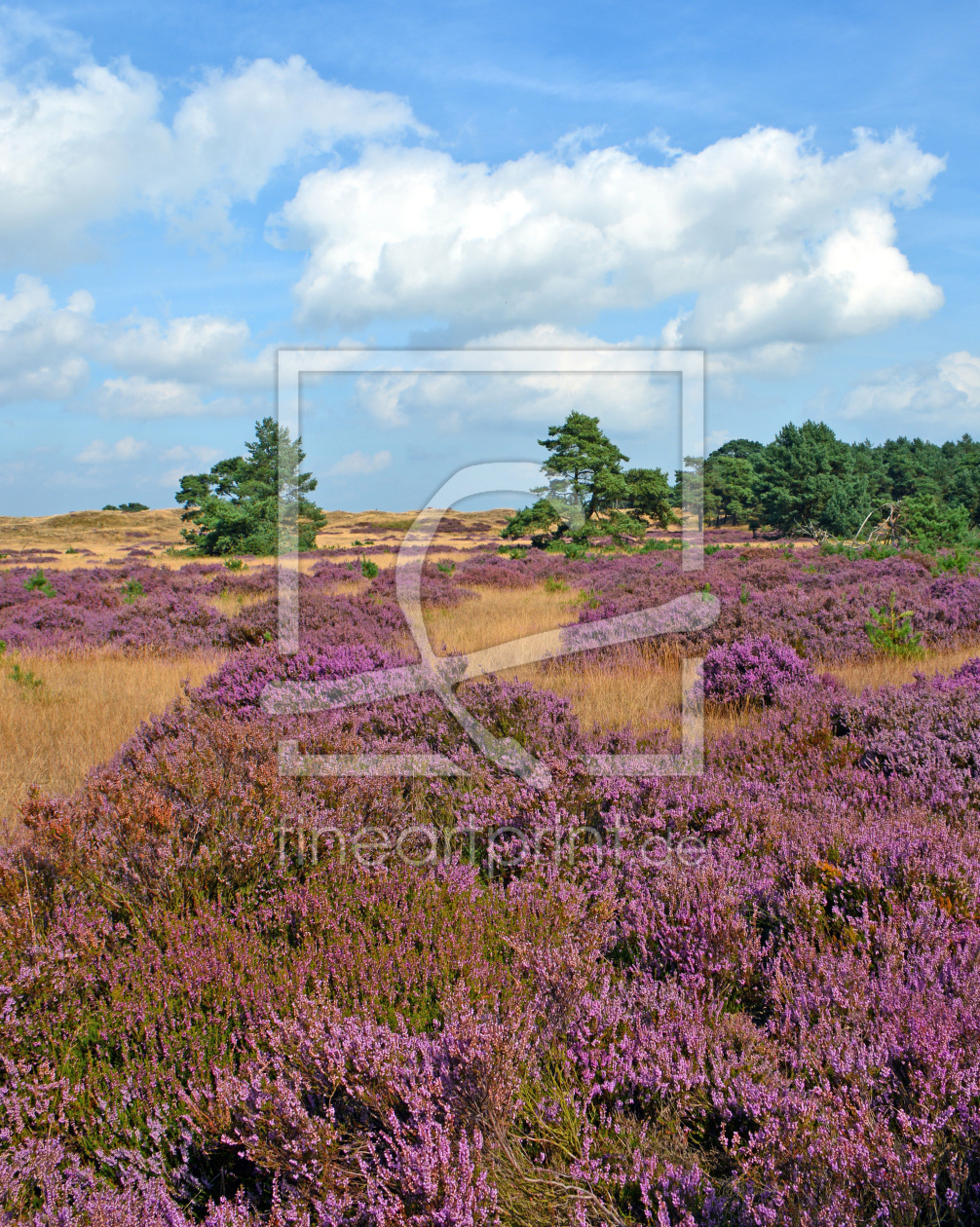 Bild-Nr.: 11922519 Die Heide blüht erstellt von GUGIGEI