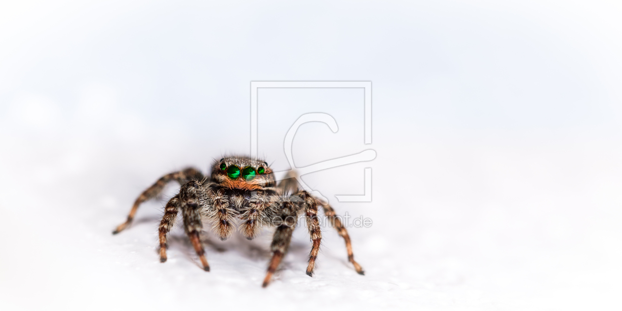 Bild-Nr.: 11923432 Marpissa muscosa - Springspinne - Smaragd erstellt von Richard-Young