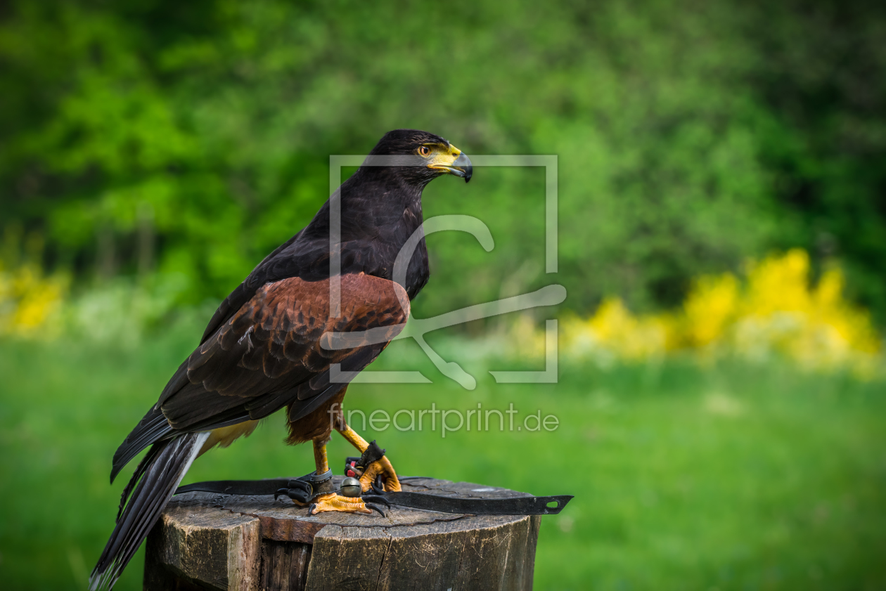Bild-Nr.: 11926601 Wüstenbussard - Parabuteo unicinctus erstellt von Richard-Young