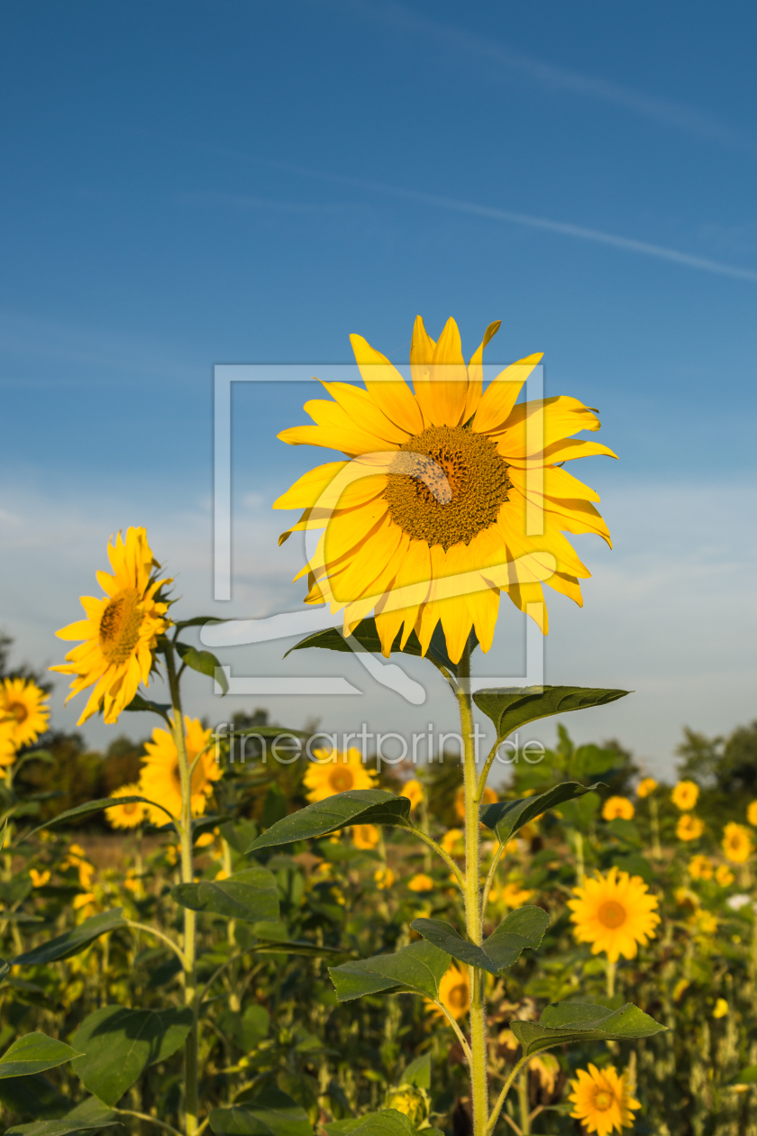 Bild-Nr.: 11929429 Sonnenblumen erstellt von luxpediation