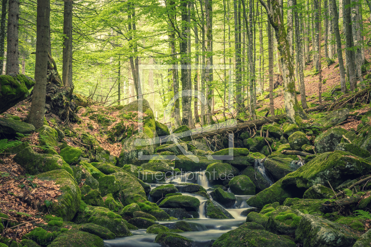 Bild-Nr.: 12011768 Wald Idylle erstellt von luxpediation