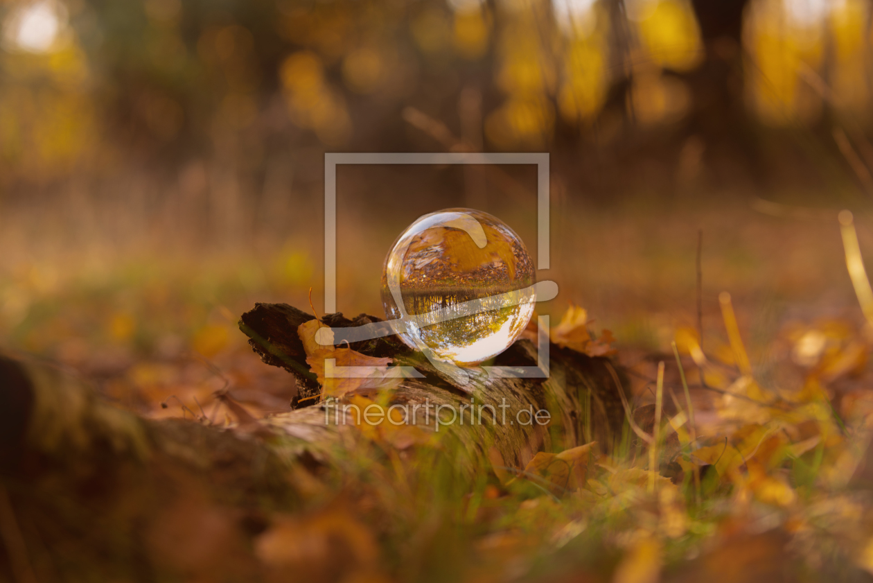 Bild-Nr.: 12019536 Leuchtender Herbst erstellt von Tanja Riedel