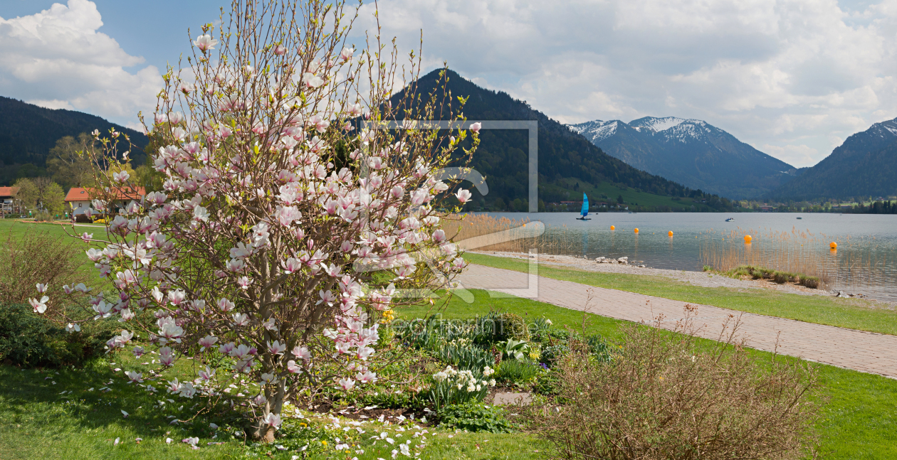 Bild-Nr.: 12040493 Frühlingsufer Schiersee mit Magnolie erstellt von SusaZoom