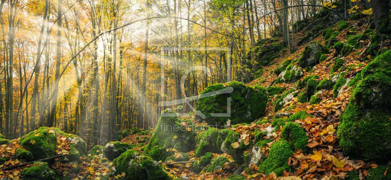 Bild-Nr.: 12054690 Wald im Sonnenschein erstellt von luxpediation