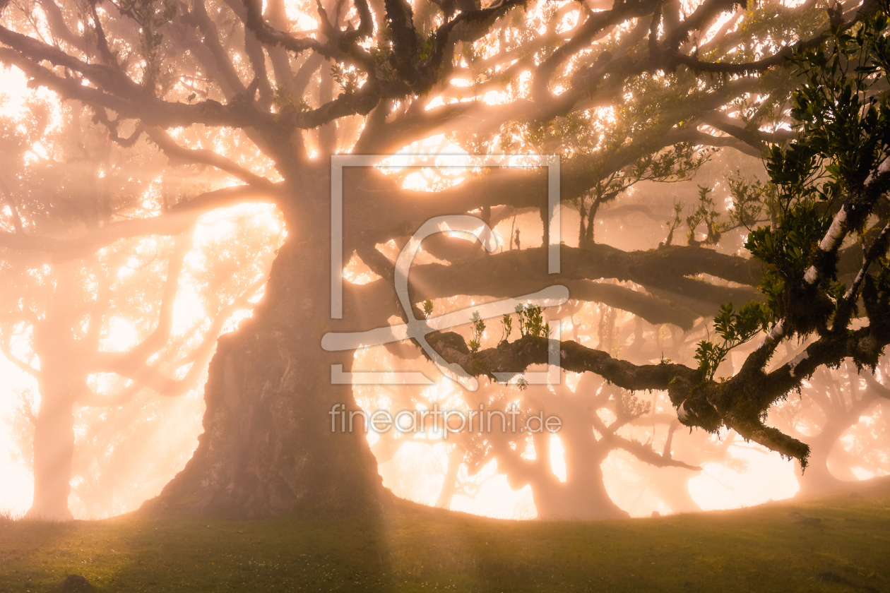 Bild-Nr.: 12061918 Magic Forest III erstellt von Stefan Imig