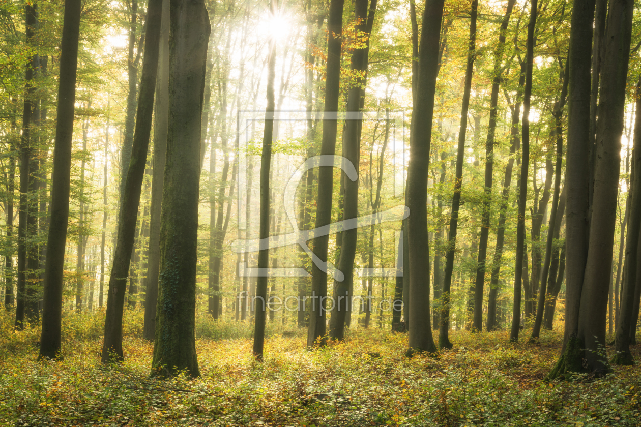 Bild-Nr.: 12062644 Sonne in der Natur - sunny forest erstellt von luxpediation