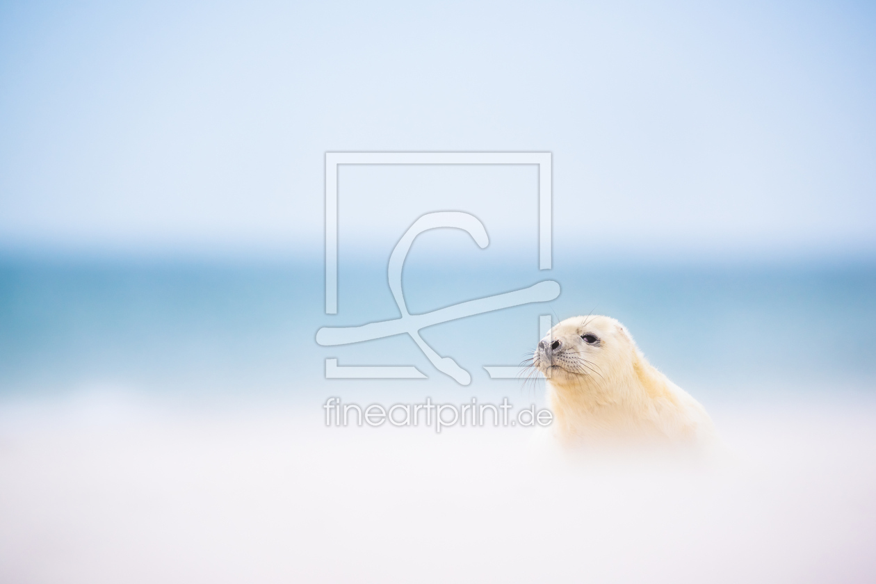 Bild-Nr.: 12066383 Robbe im Sandsturm erstellt von Stefan Imig