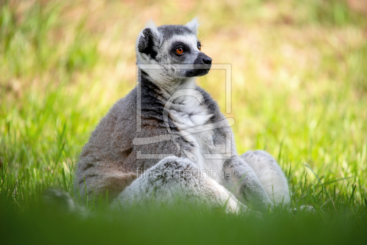 Bild-Nr.: 12121408 Lemur sitzend im Gras erstellt von Tanja Riedel
