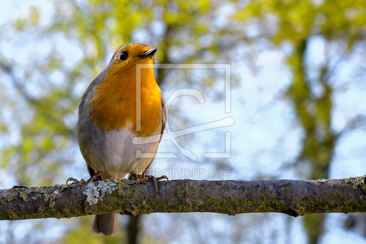 Bild-Nr.: 12192771 Rotkehlchen  - Erithacus rubecula erstellt von Richard-Young
