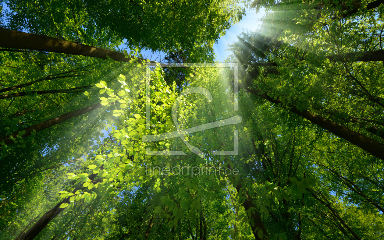 Bild-Nr.: 12203450 Sonnenstrahlen leuchten druchs Blätterdach erstellt von Smileus