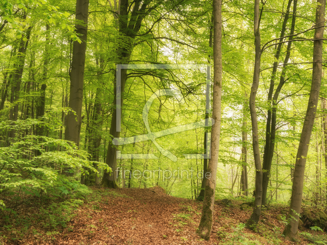 Bild-Nr.: 12221328 Frühling im Wald erstellt von luxpediation