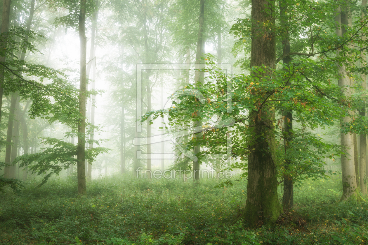 Bild-Nr.: 12273612 Grüner Wald im Nebel erstellt von luxpediation