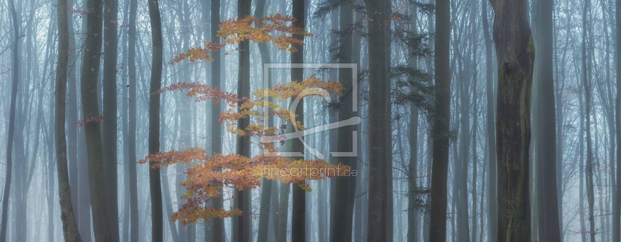 Bild-Nr.: 12297871 Waldpanorama   erstellt von luxpediation