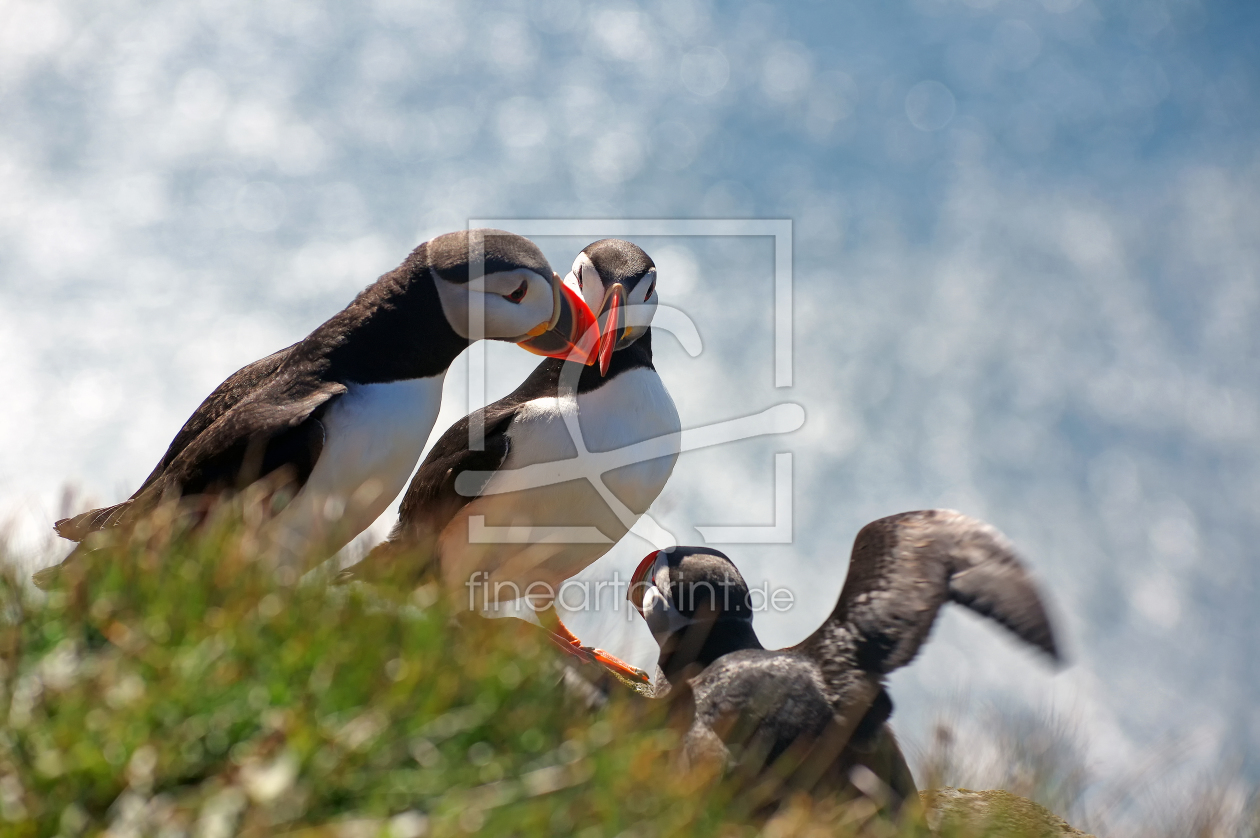 Bild-Nr.: 12384894 Papageitaucher beim Plausch erstellt von reinhard Pantke