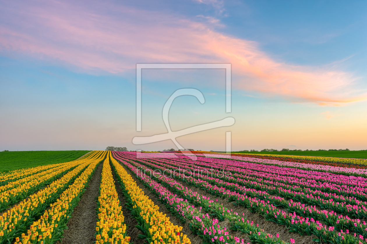 Bild-Nr.: 12387249 Tulpenfeld am Niederrhein erstellt von Michael Valjak