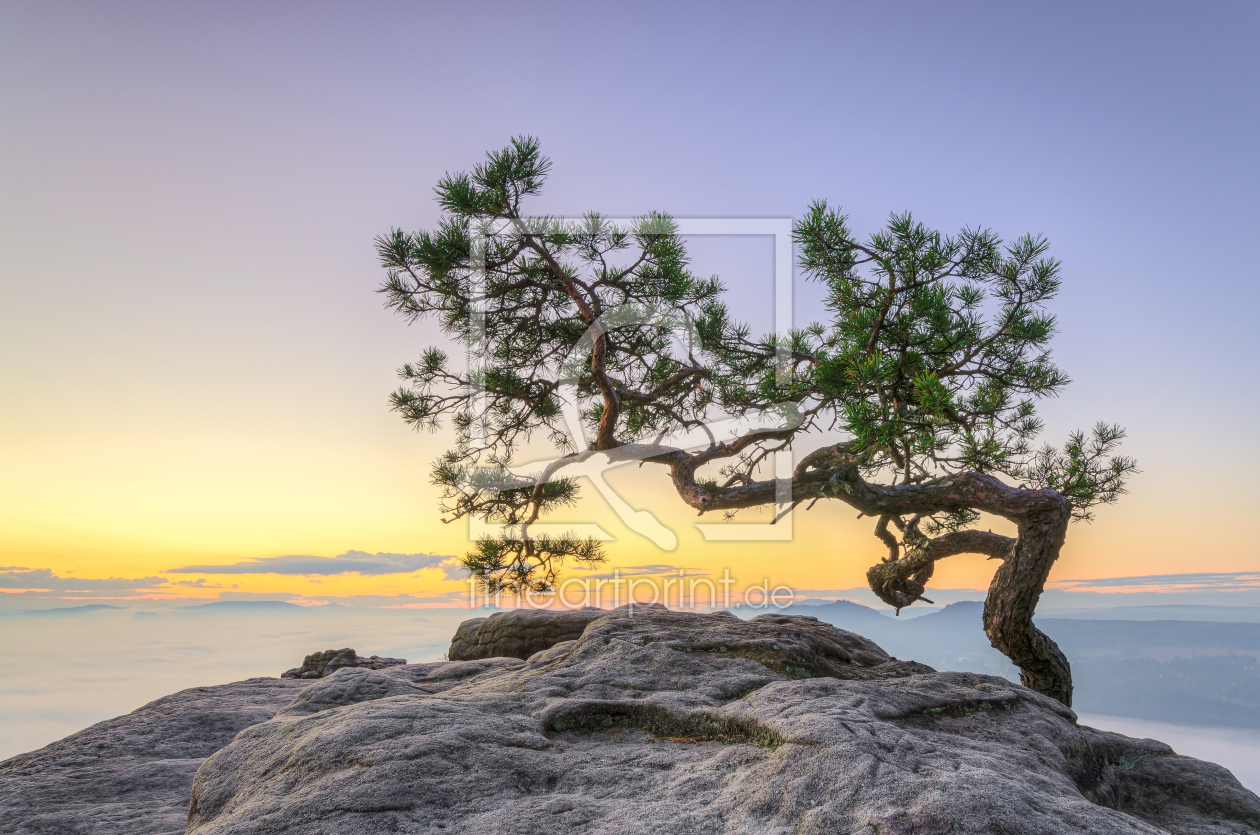 Bild-Nr.: 12392048 Elbsandsteingebirge Kiefer auf dem Lilienstein erstellt von Michael Valjak