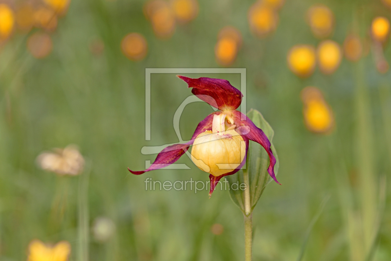 Bild-Nr.: 12445209 Frauenschuh erstellt von GUGIGEI