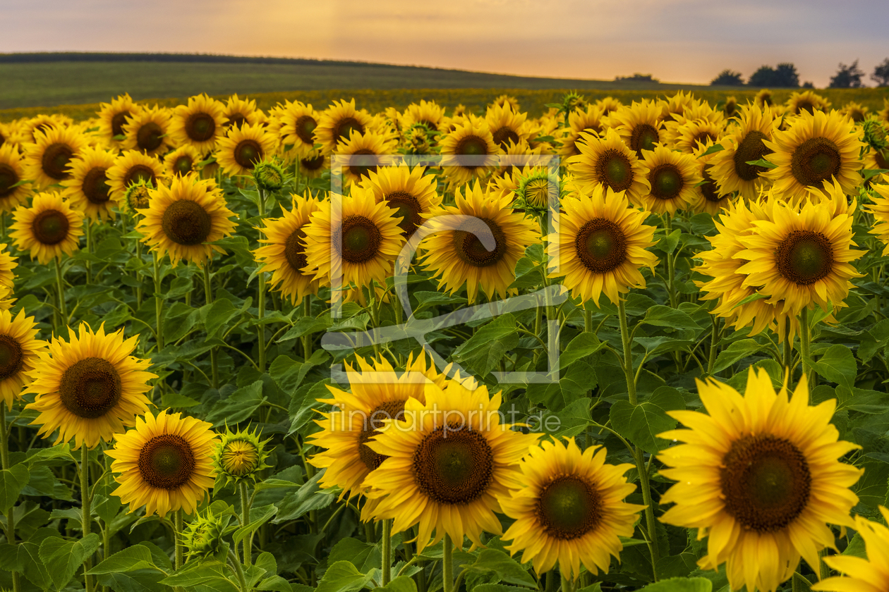 Bild-Nr.: 12481356 Sonnenblumenfeld im Abendlicht erstellt von Daniela Beyer