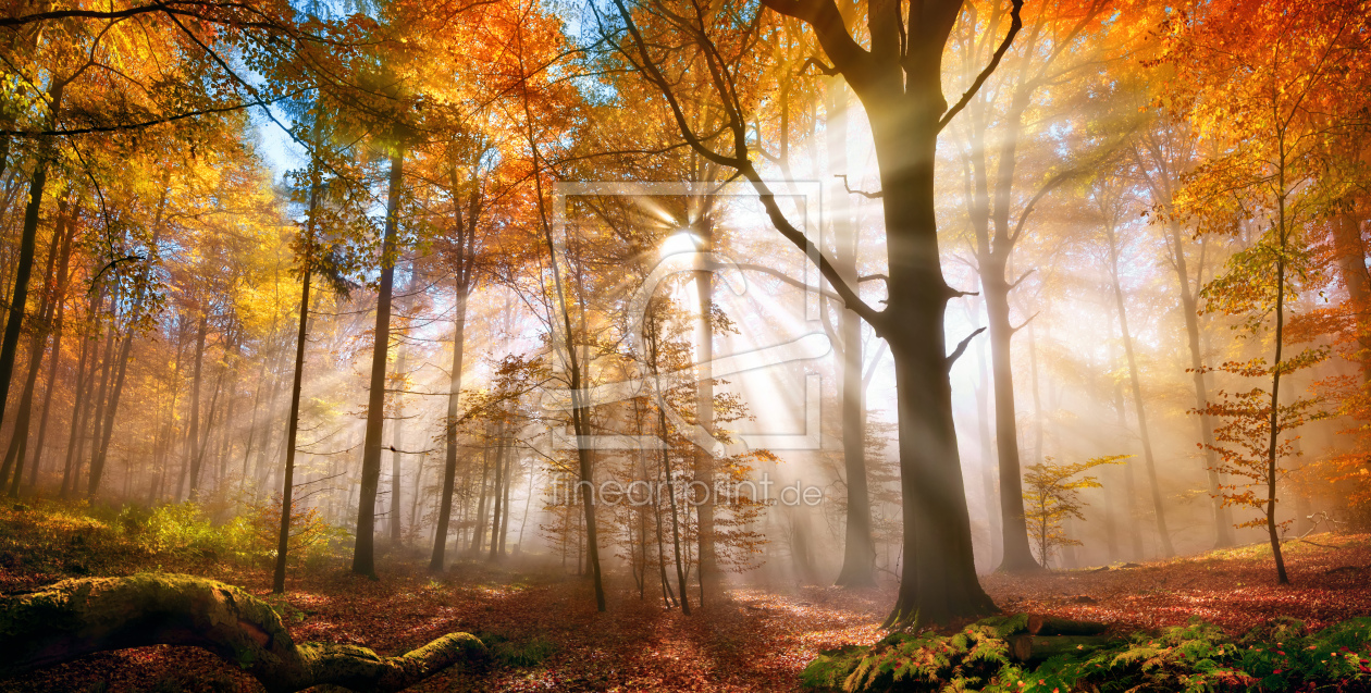 Bild-Nr.: 12485443 Goldener Wald im Herbst erstellt von Smileus