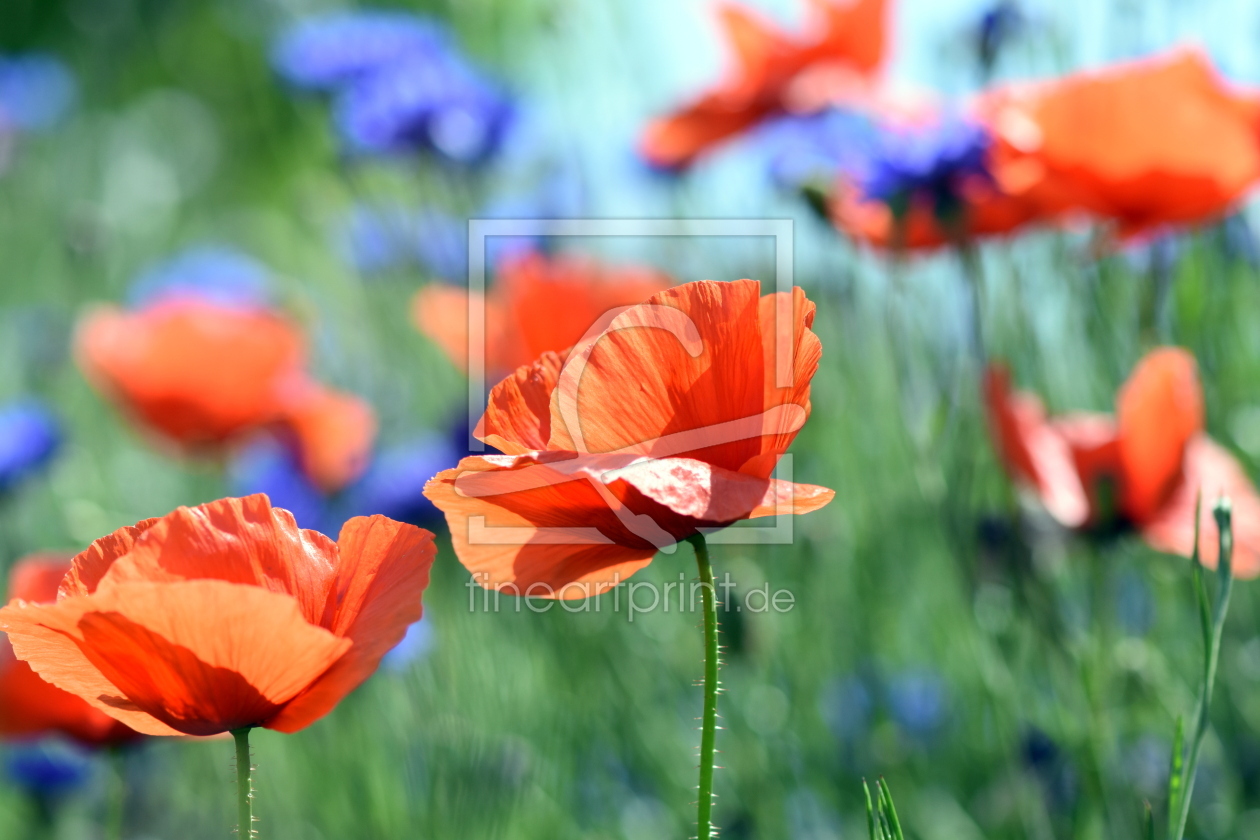 Bild-Nr.: 12605318 Sommerwind erstellt von GUGIGEI