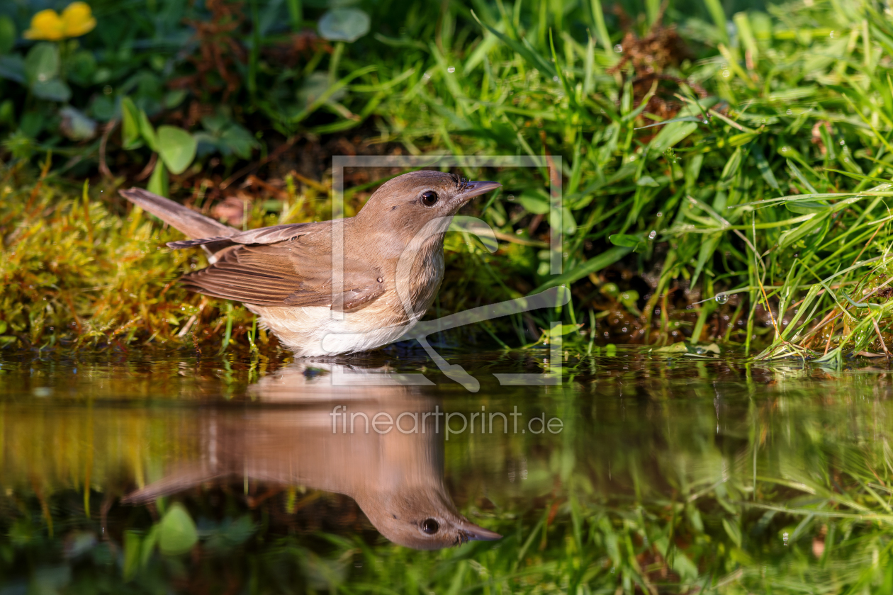 Bild-Nr.: 12608774 Gartengrasmücke erstellt von DirkR