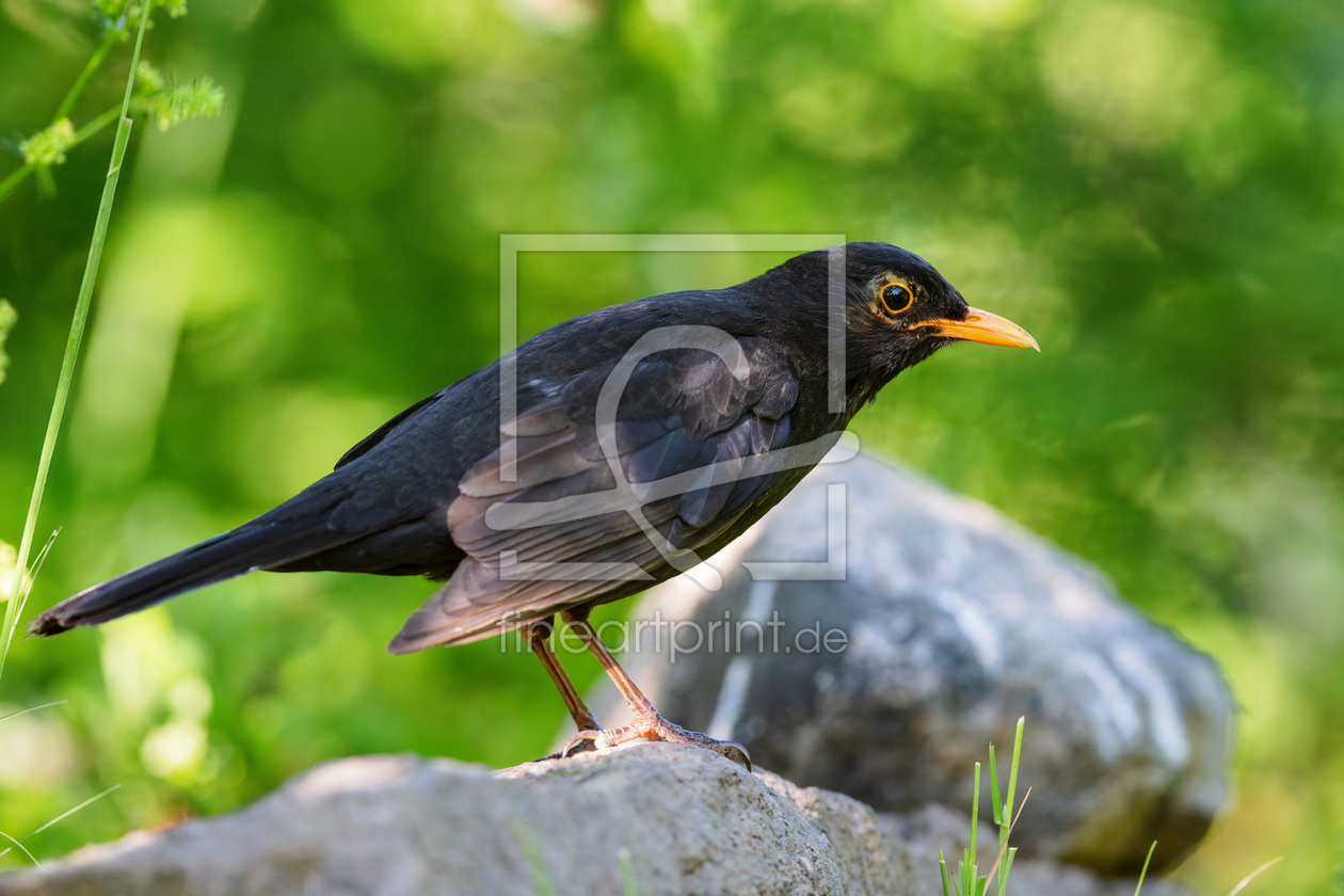 Bild-Nr.: 12612788 Amsel erstellt von DirkR