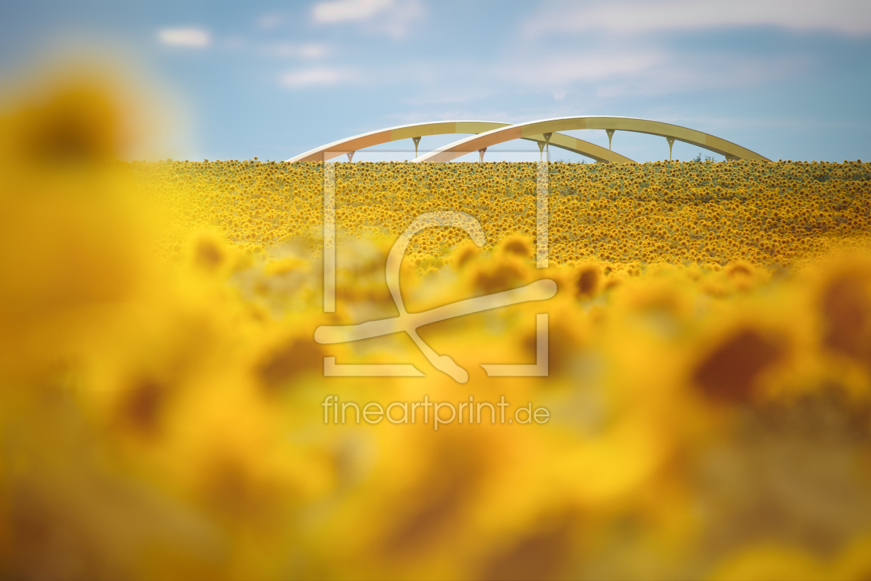 Bild-Nr.: 12612991 Sonnenblumenfeld erstellt von boegau-photography