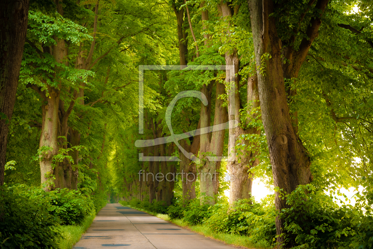 Bild-Nr.: 12621599 Lindenallee im Sommer erstellt von Martin Martin Wasilewski