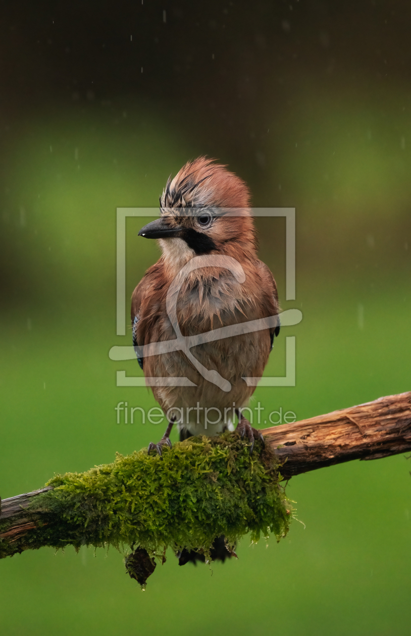 Bild-Nr.: 12627958 Eichelhäher im Regen erstellt von KundenNr-294480