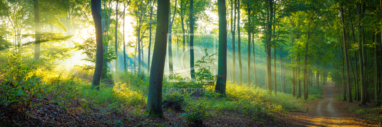 Bild-Nr.: 12628344 Waldweg im Licht - Panorama erstellt von Martin Martin Wasilewski