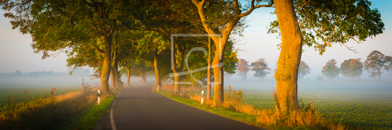 Bild-Nr.: 12638065 Allee auf Insel Rügen im Nebel erstellt von Martin Martin Wasilewski