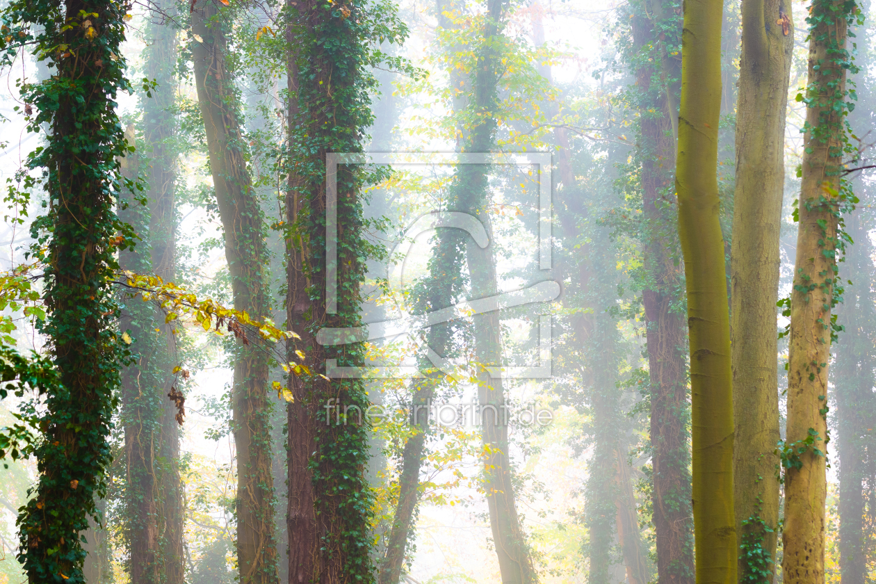Bild-Nr.: 12689326 Bäume im Nebel erstellt von Martin Martin Wasilewski