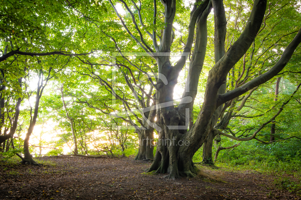 Bild-Nr.: 12693372 Baum im Märchenwald erstellt von Martin Martin Wasilewski