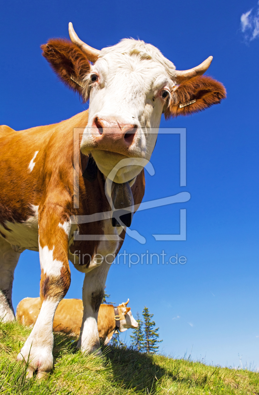 Bild-Nr.: 12700607 Salzburger Fleckvieh erstellt von wompus