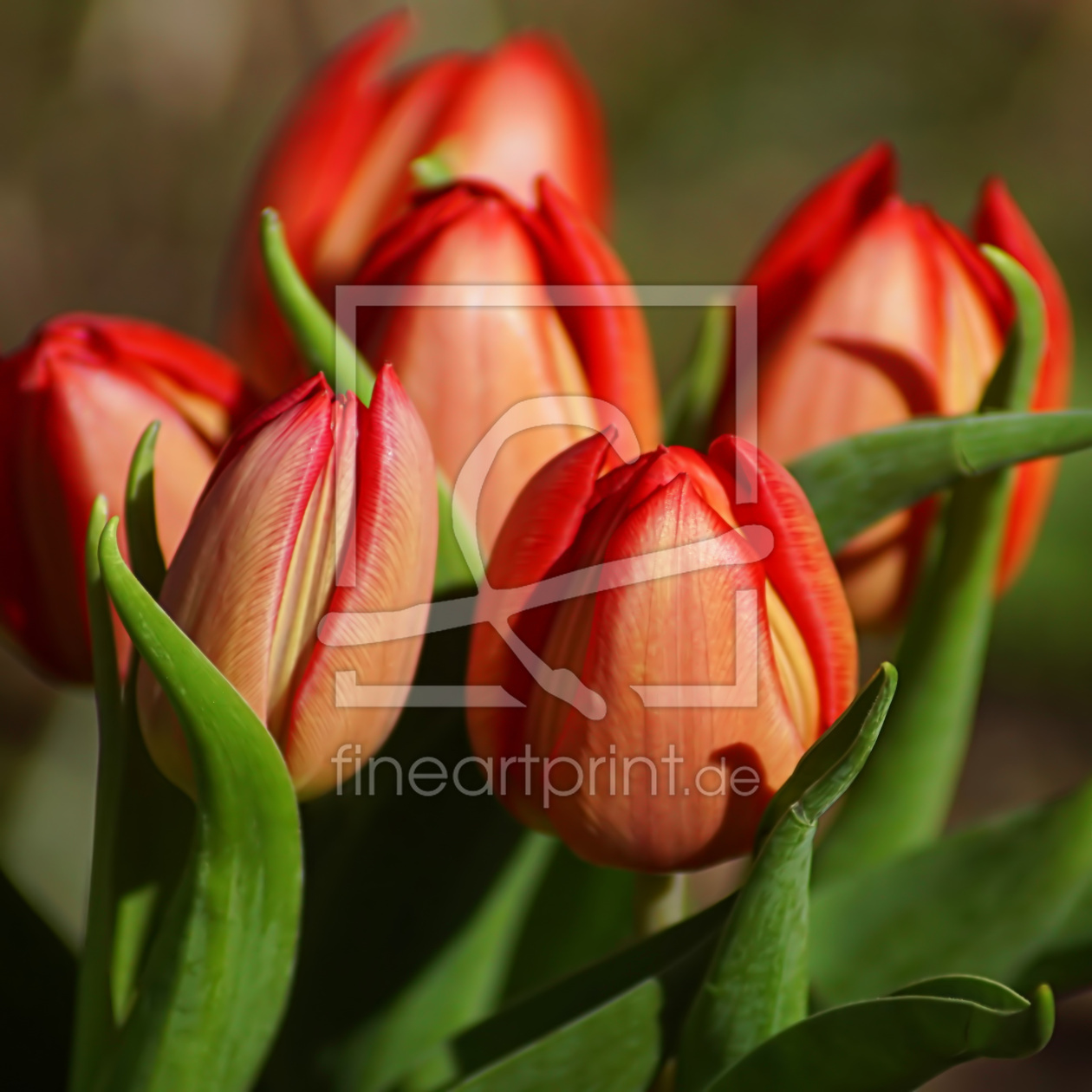 Bild-Nr.: 12710608 Tulips erstellt von youhaveadream