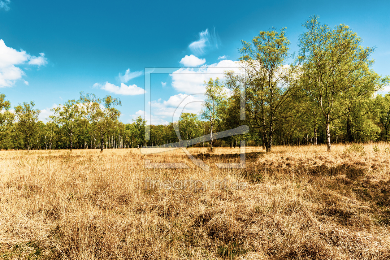 Bild-Nr.: 12712955 MOORHEIDE mit BIRKEN erstellt von Ursula Reins