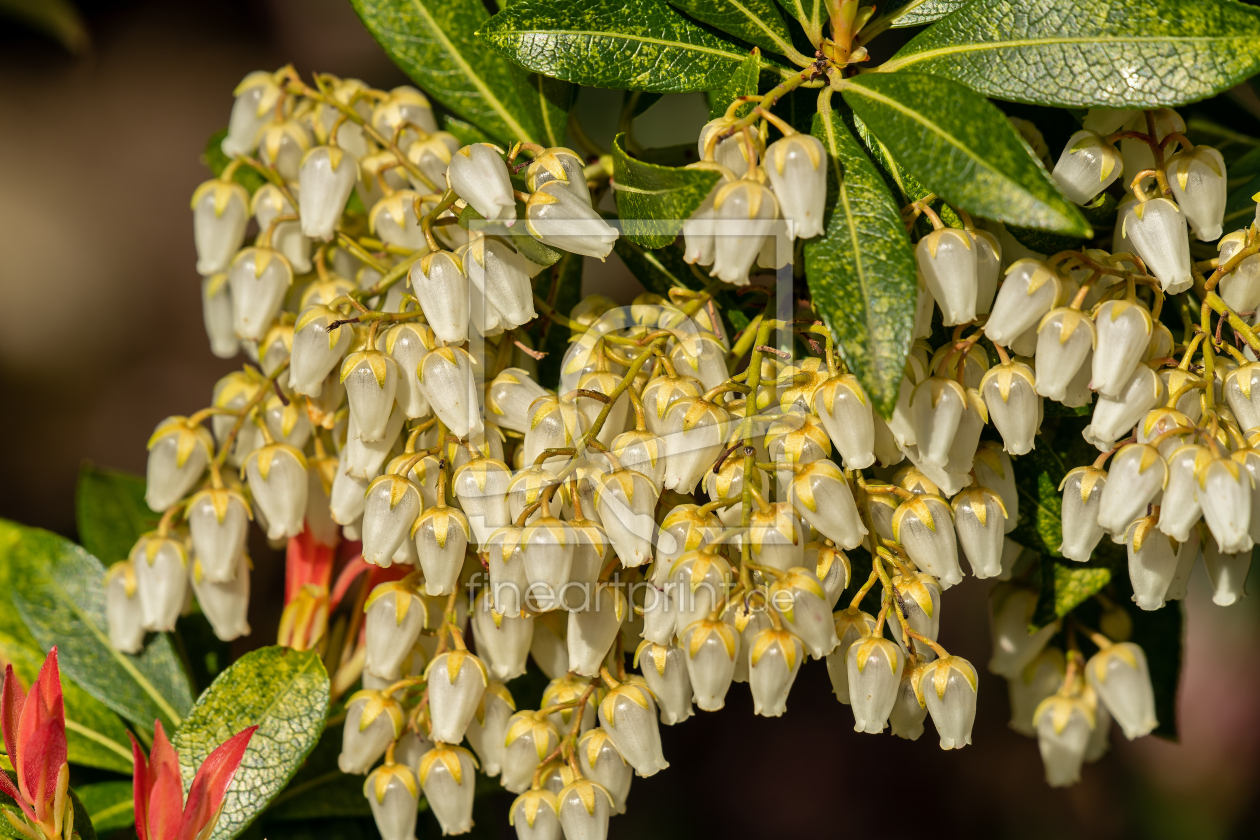 Bild-Nr.: 12722874 weiße blüten der pieris japonica erstellt von volker heide