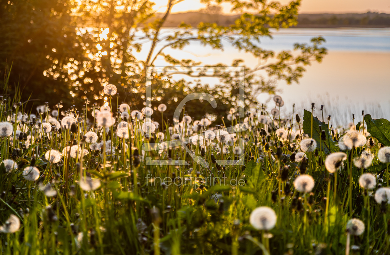 Bild-Nr.: 12727849 Pusteblumen im Sonnenuntergang erstellt von Ursula Reins