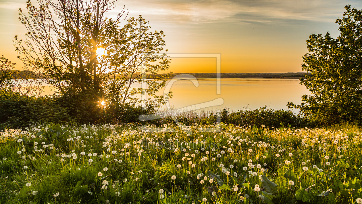 Bild-Nr.: 12727968 Wiesenleuchten erstellt von Ursula Reins