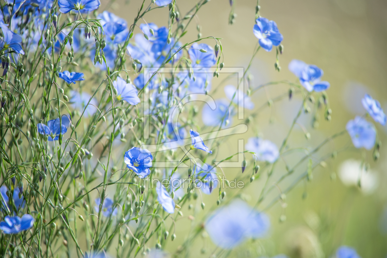 Bild-Nr.: 12728110 Blauer Lein schöne Blüten Glöckchen  erstellt von Tanja Riedel