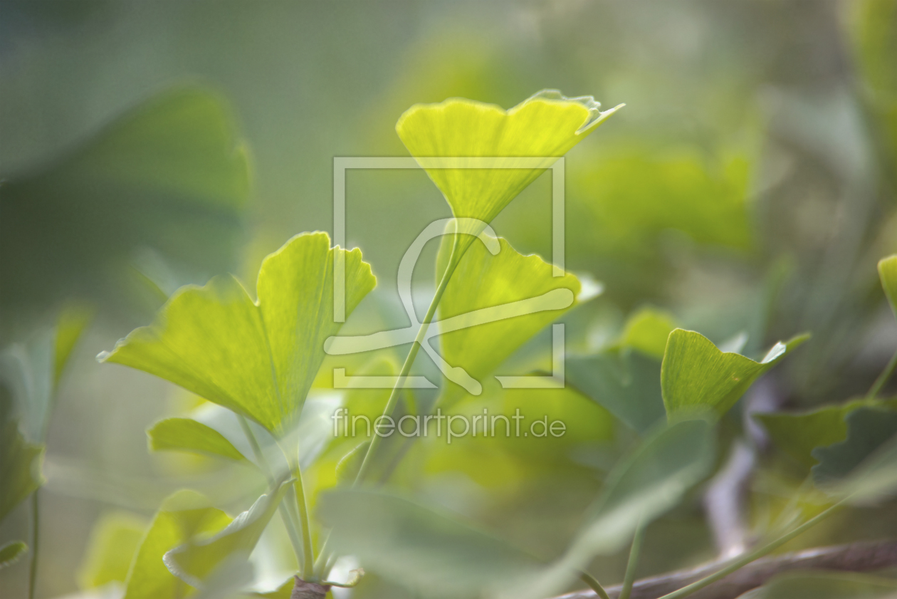 Bild-Nr.: 12730051 Gingko Biloba erstellt von Tanja Riedel