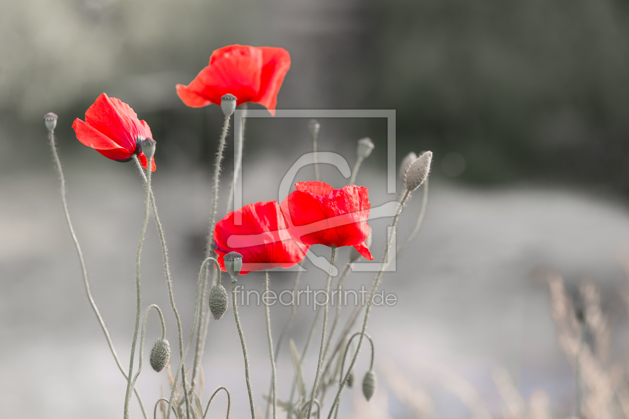 Bild-Nr.: 12731904 Vier Rote Mohnblüten  erstellt von Ursula Reins