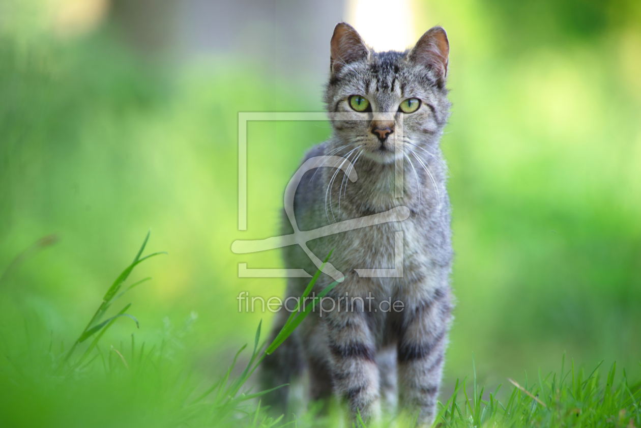 Bild-Nr.: 12732617 Katze im Gras erstellt von Tanja Riedel