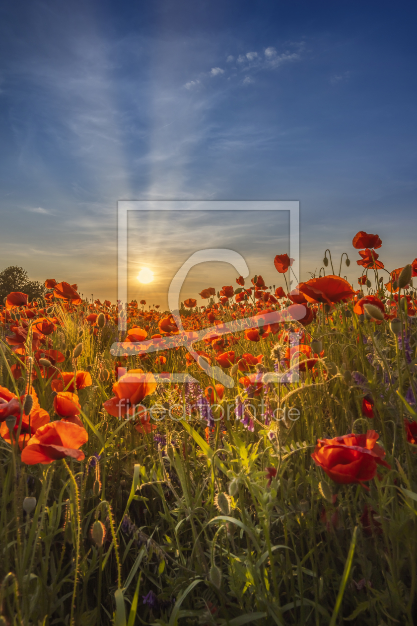 Bild-Nr.: 12736523 Herrlicher Sonnenuntergang in einem Mohnfeld erstellt von Melanie Viola