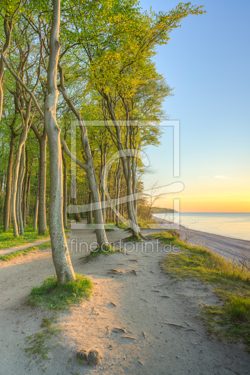 Bild-Nr.: 12739560 Küstenwald an der Ostsee bei Warnemünde erstellt von Michael Valjak