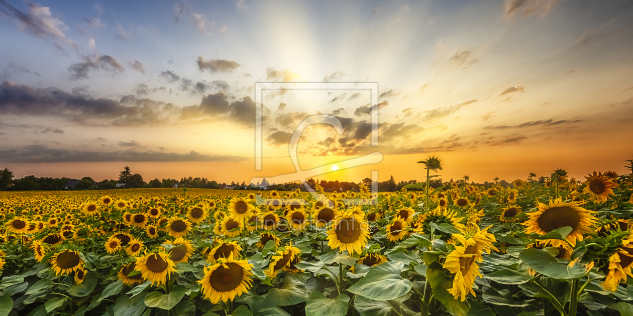 Bild-Nr.: 12740396 Sonnenblumenfeld im Sonnenuntergang - Panorama erstellt von Melanie Viola