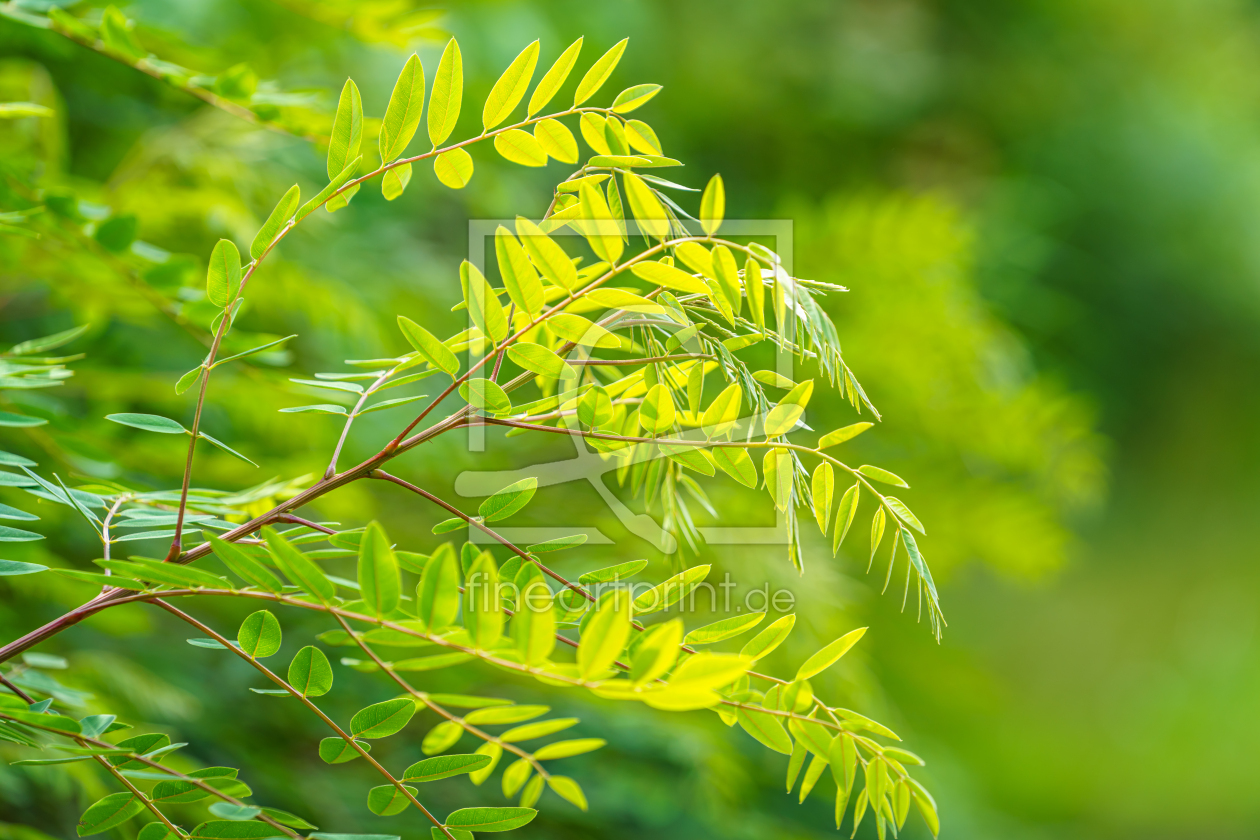 Bild-Nr.: 12740985 Sommerblues erstellt von FotoDeHRO