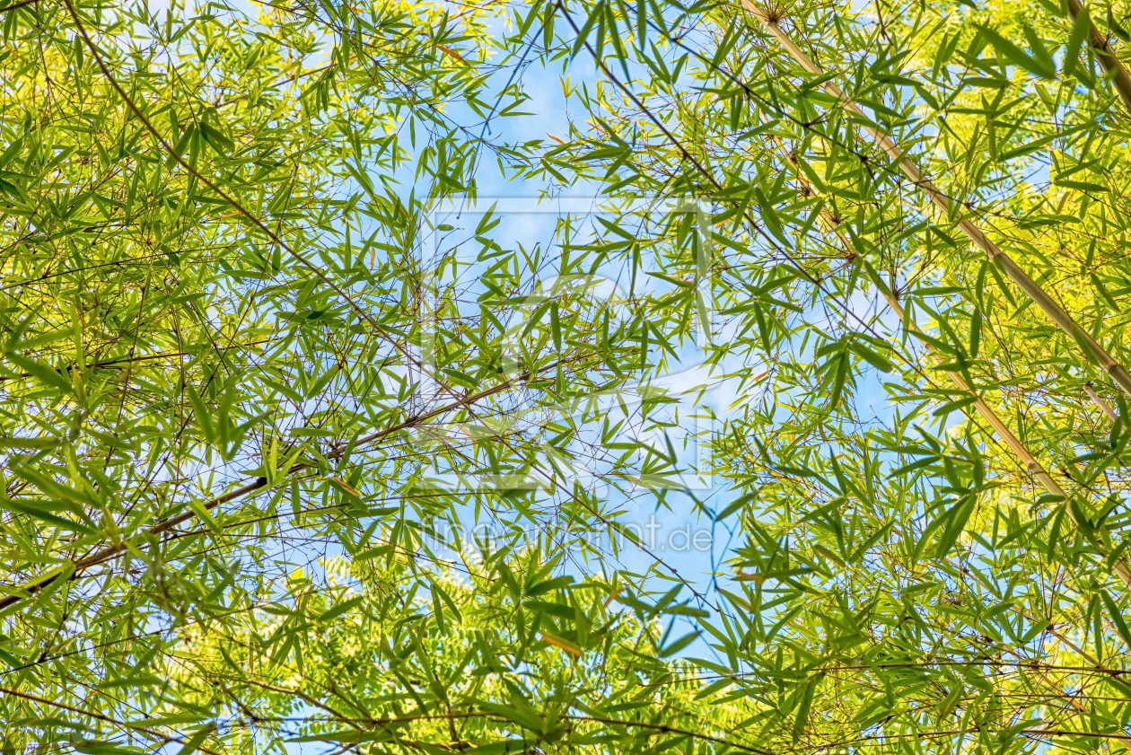 Bild-Nr.: 12741108 Im Bambuswald erstellt von SusaZoom
